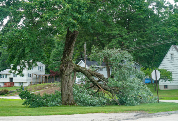 Best Emergency Tree Removal  in Paris, TN